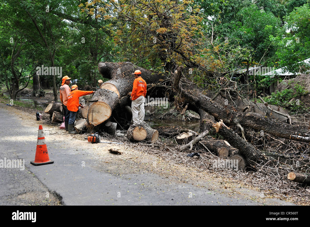 Lavoratori cercando di rimuovere un grande tronco di albero che è caduto sulla strada per la catastrofe provocata dalle inondazioni del mese di ottobre 2011, El Angel, Jiquilisco Foto Stock