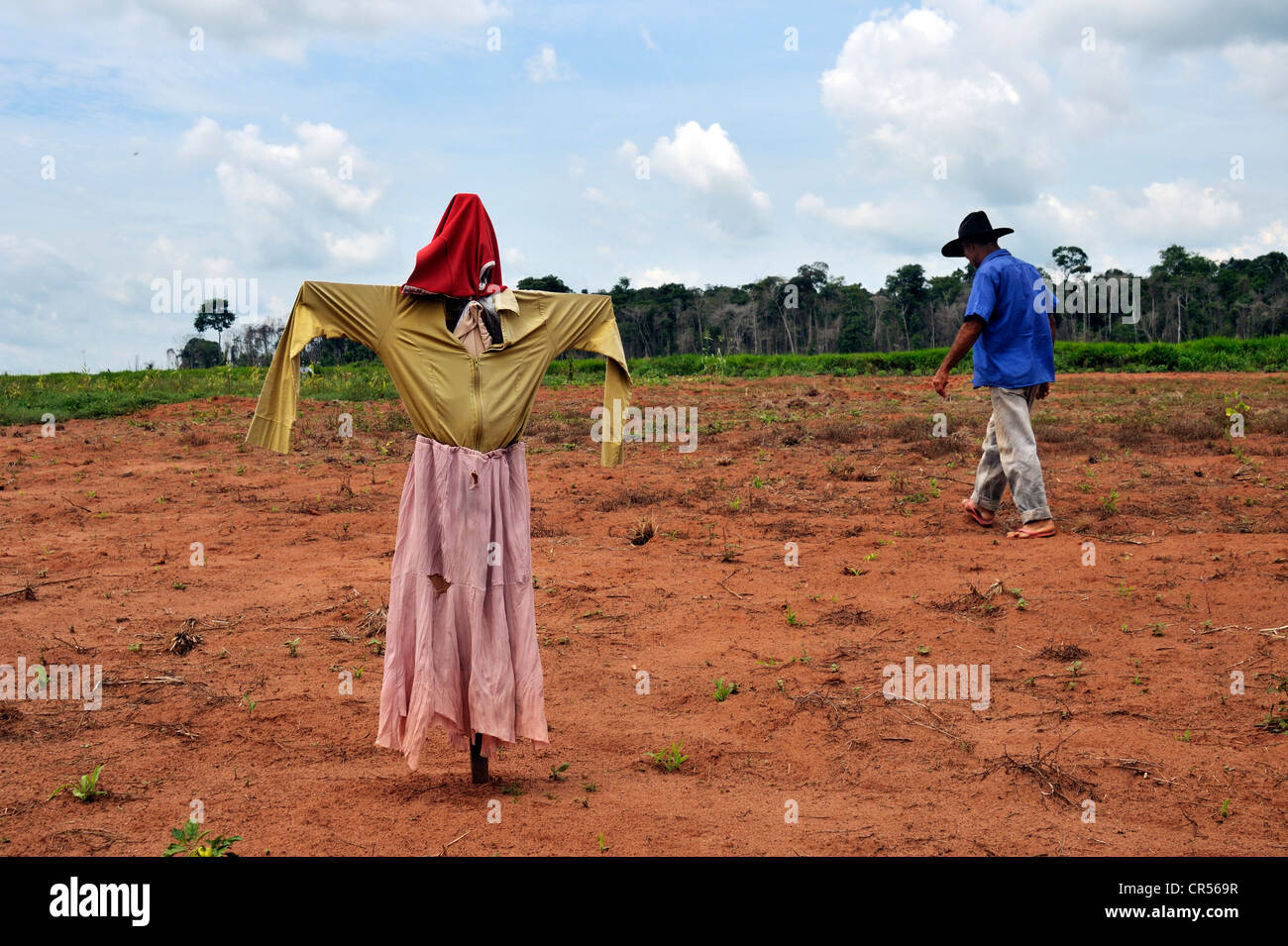 Lo Spaventapasseri in un campo di proprietà di un contadino, Acampamento 12 de Otubro landless camp, Movimento dos Trabalhadores Rurais sem Foto Stock