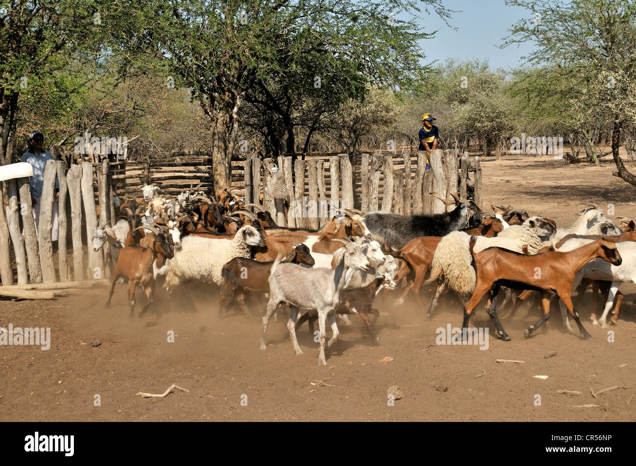 Allevamento di capre e pecore da una piccola famiglia di agricoltori, Puesto La Guascha, Gran Chaco, Salta, Argentina, Sud America Foto Stock