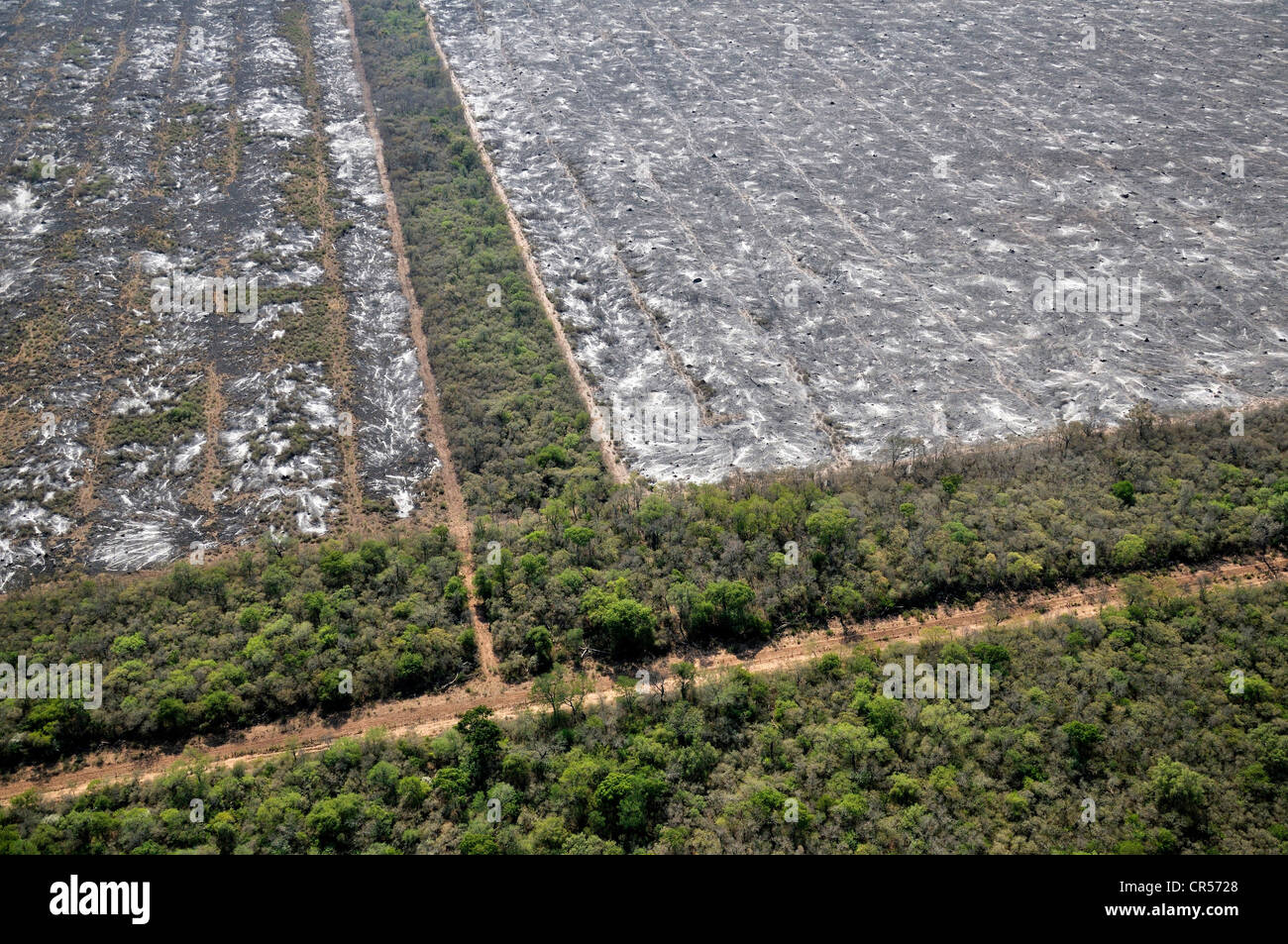 Vista aerea da un aereo Cessna, masterizzazione illegale in Gran Chaco, tronchi, rami e rametti di foresta distrutta sono Foto Stock
