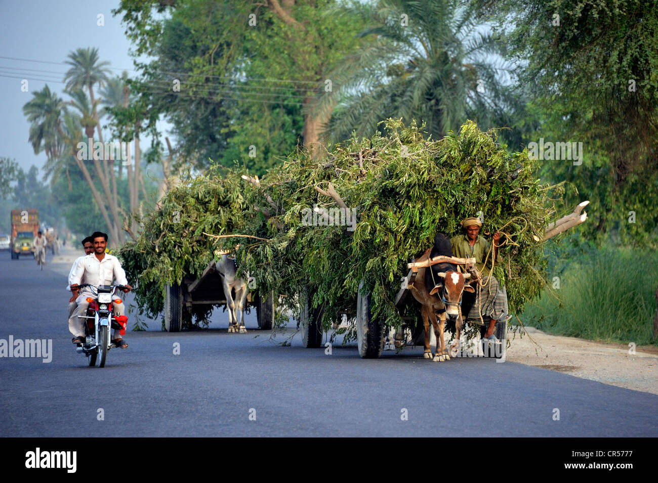 Moto e carrelli di giovenco, differenti mezzi di trasporto su una strada asfaltata in prossimità Muzaffaragarh Punjab, Pakistan, Asia Foto Stock