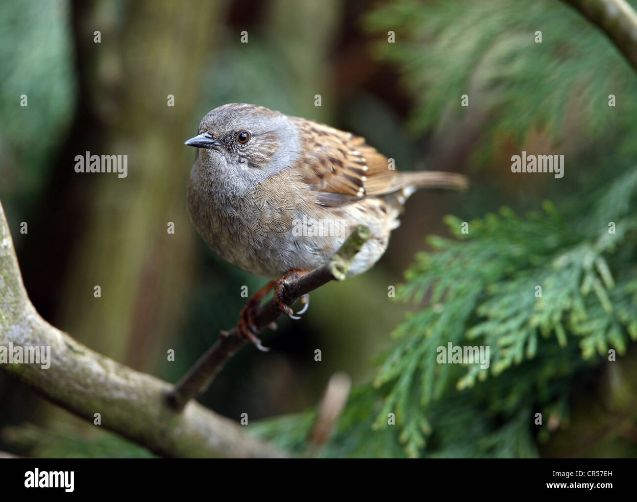 Ritratto di una donna Hedge Sparrow Foto Stock