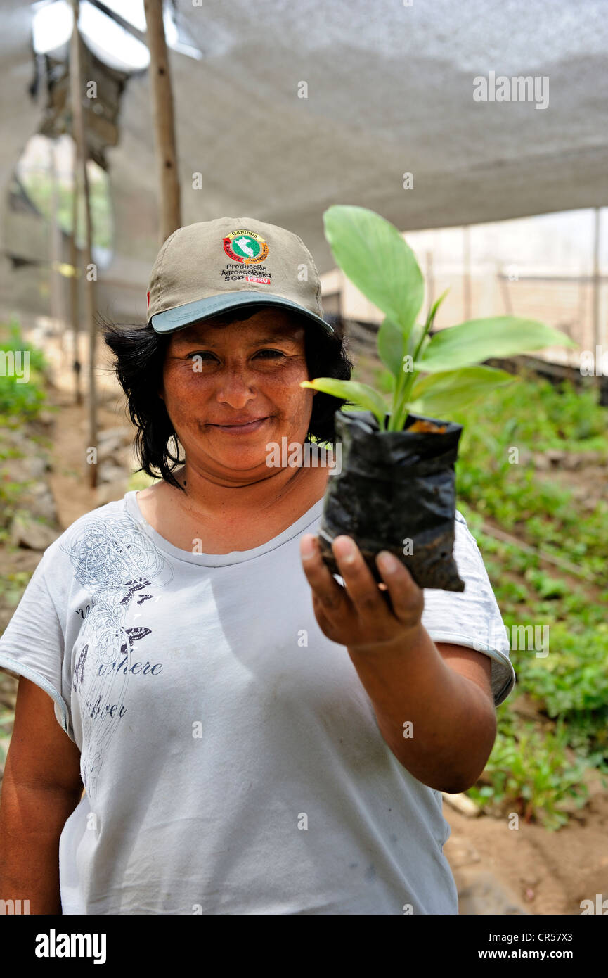 Donne cooperativa, organico della produzione vegetale, farmwoman è orgogliosa di presentare una piantina, Pachacamac, Lima, Peru Foto Stock