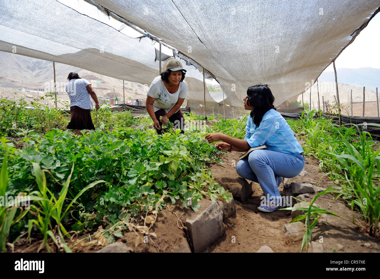 Agronomo istruire le donne di una cooperativa in organico della produzione vegetale, Pachacamac, Lima, Perù, Sud America Foto Stock