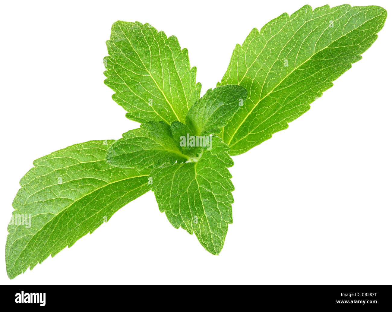 Foglia di stevia immagini e fotografie stock ad alta risoluzione - Alamy