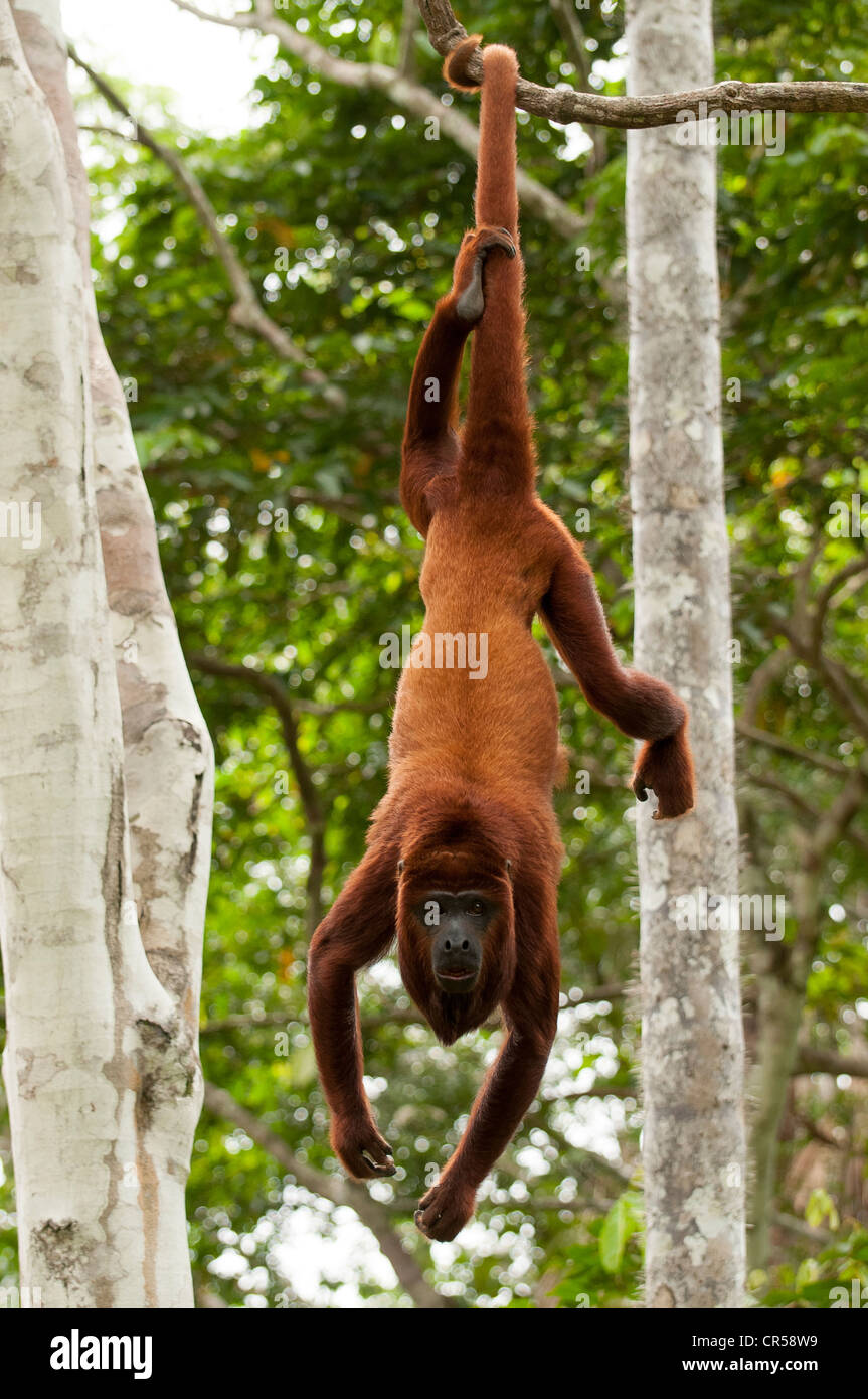 Red scimmia urlatrice appeso a coda prensile. Foto Stock