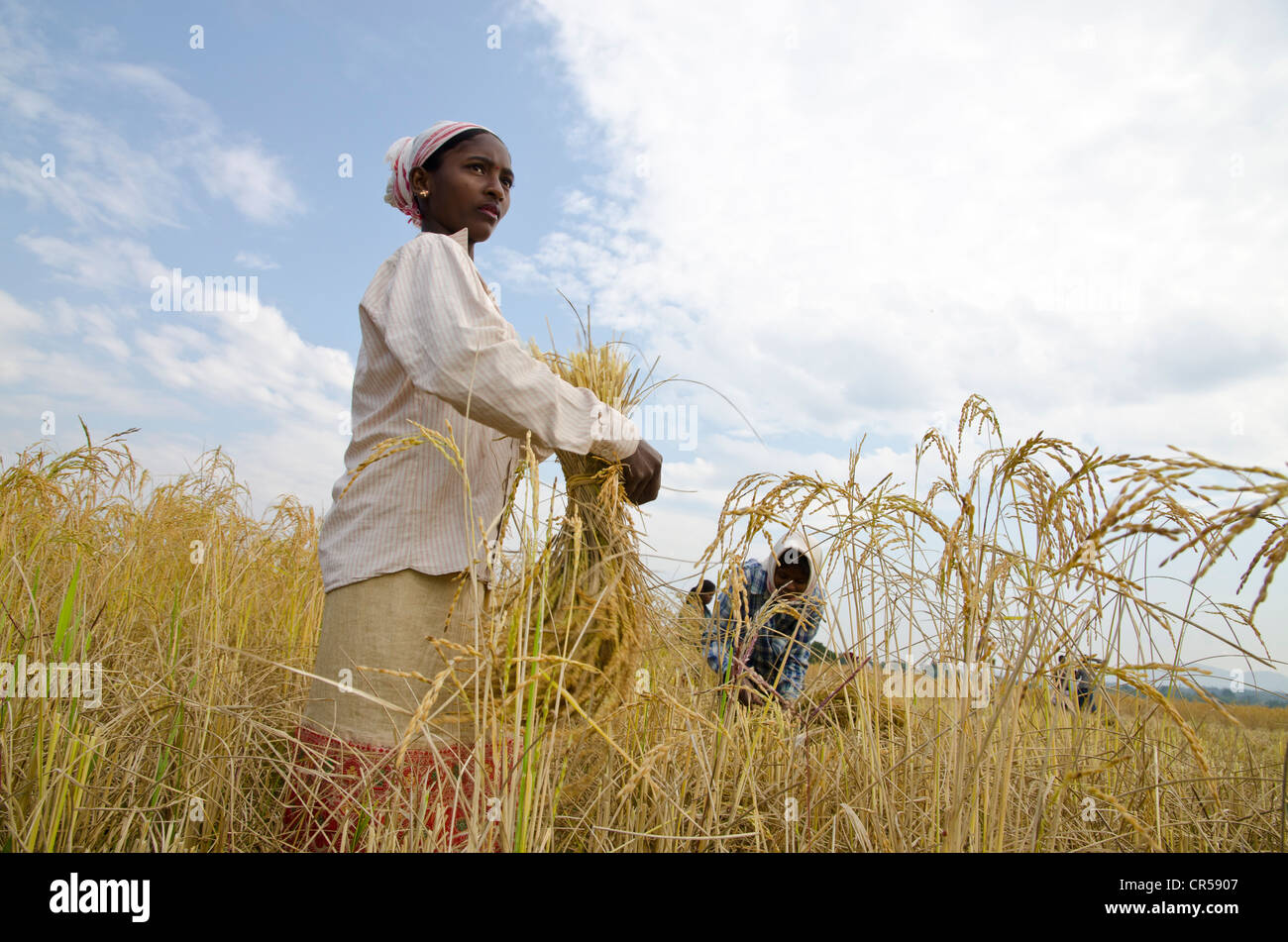 Donna di mietitura di prodotti al di fuori di un piccolo villaggio nella regione di Jorhat, Assam, India, Asia Foto Stock