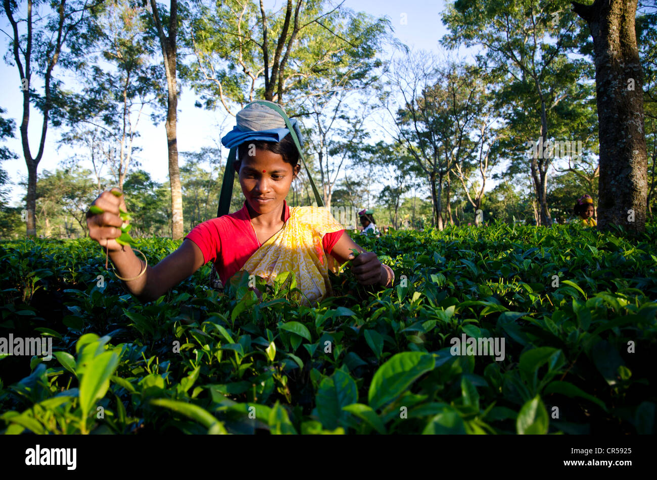 Donna spennatura le foglie di tè, tè Assam giardini producono circa 700, 000 kg di tè ogni anno, Suban Siri, Assam, India, Asia Foto Stock