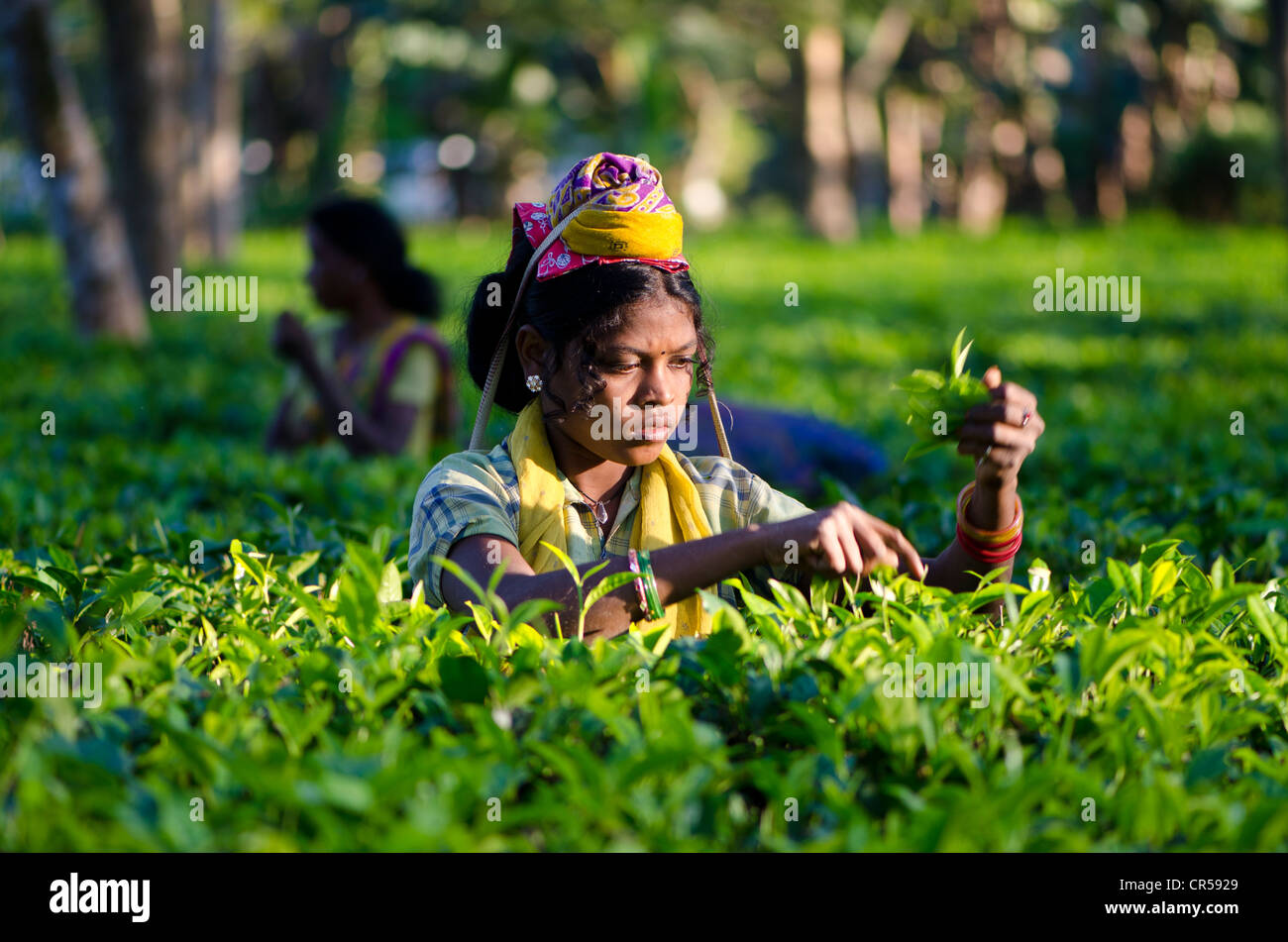 Donna spennatura le foglie di tè, tè Assam giardini producono circa 700, 000 kg di tè ogni anno, Suban Siri, Assam, India, Asia Foto Stock