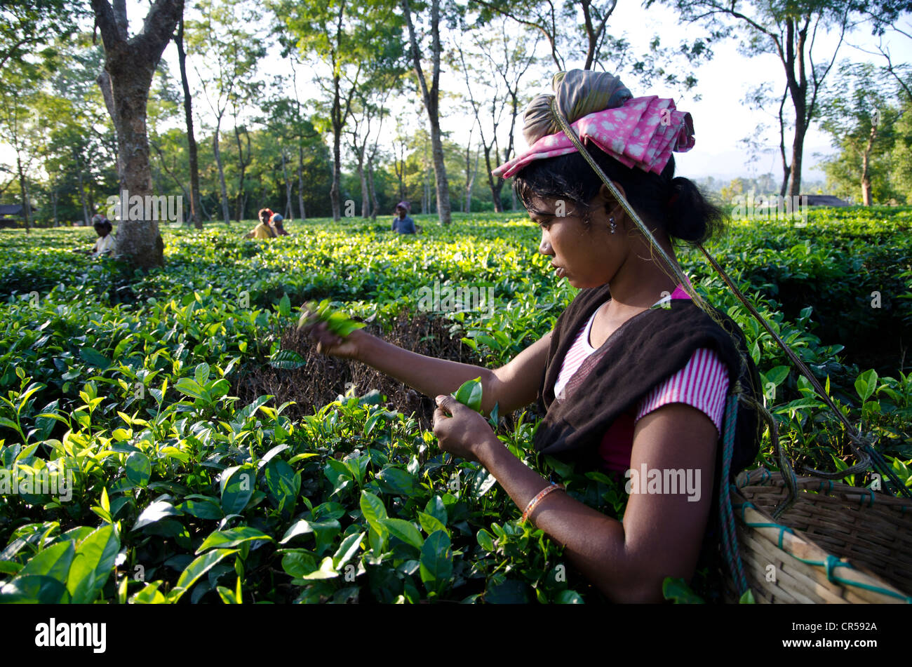 Donna spennatura le foglie di tè, tè Assam giardini producono circa 700, 000 kg di tè ogni anno, Suban Siri, Assam, India, Asia Foto Stock