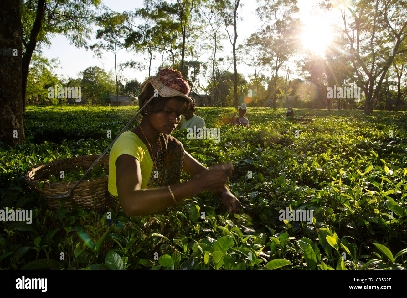 Donna spennatura le foglie di tè, tè Assam giardini producono circa 700, 000 kg di tè ogni anno, Suban Siri, Assam, India, Asia Foto Stock