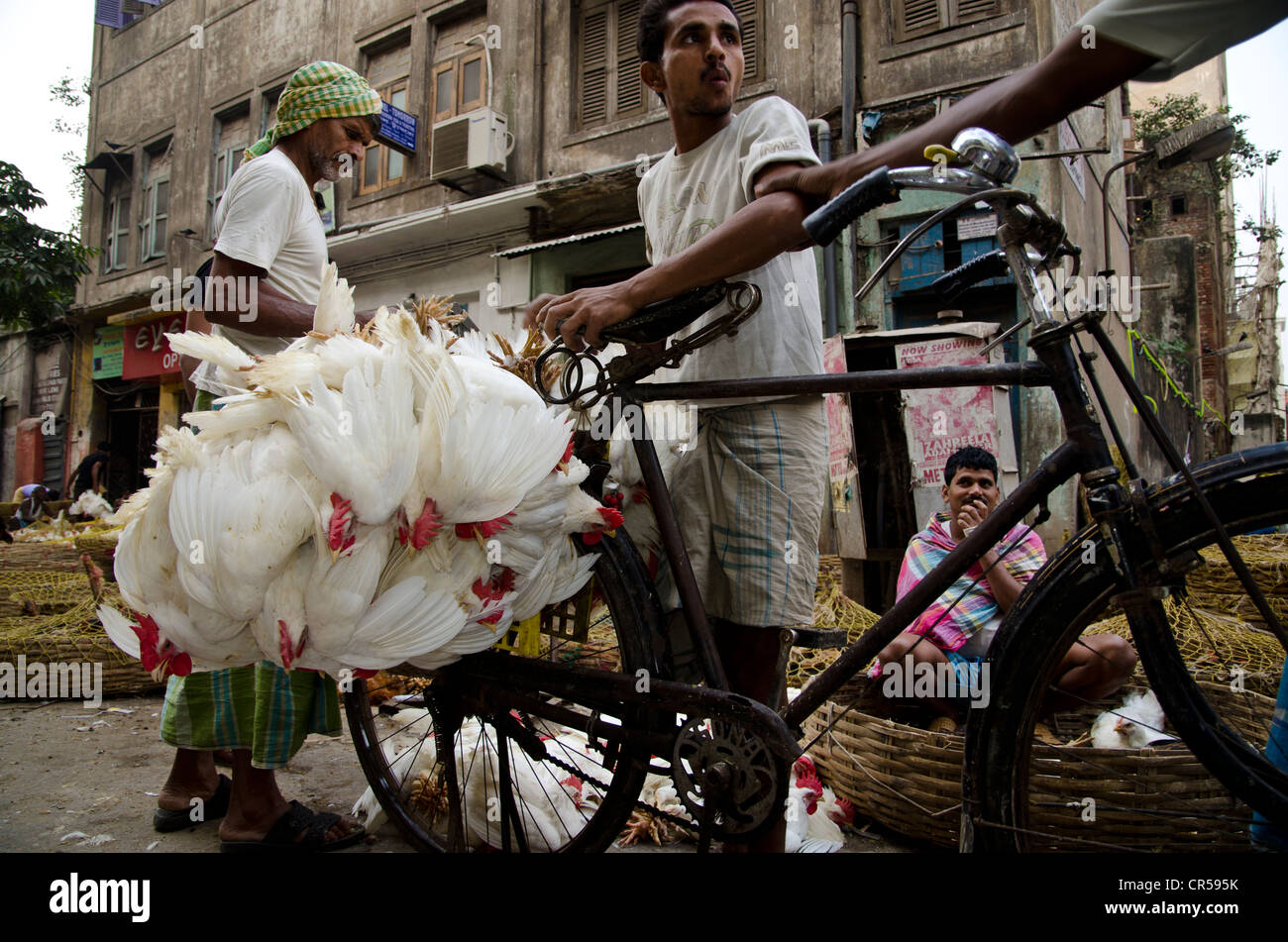 Polli vivi trasportati su una bicicletta, Calcutta, West Bengal, India, Asia Foto Stock