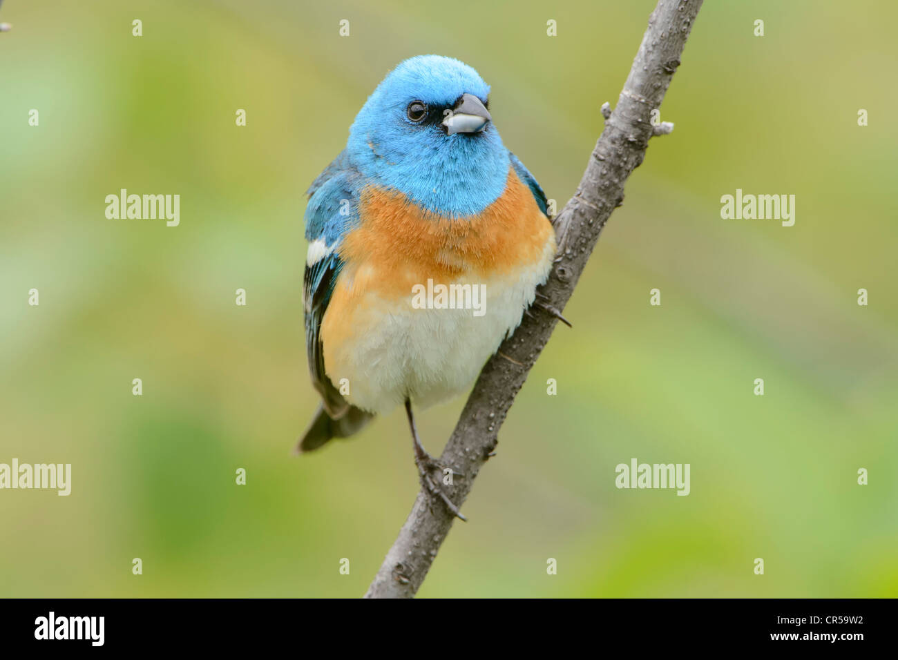 Lazuli maschio Bunting (Passerina amoena) appollaiato su un ramo, Western Montana Foto Stock