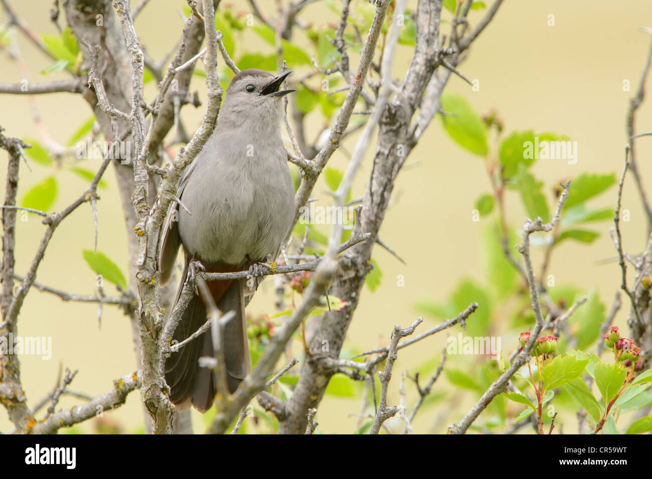 Grigio (Catbird Durnetella carolinensis) fonazione, Western Montana Foto Stock
