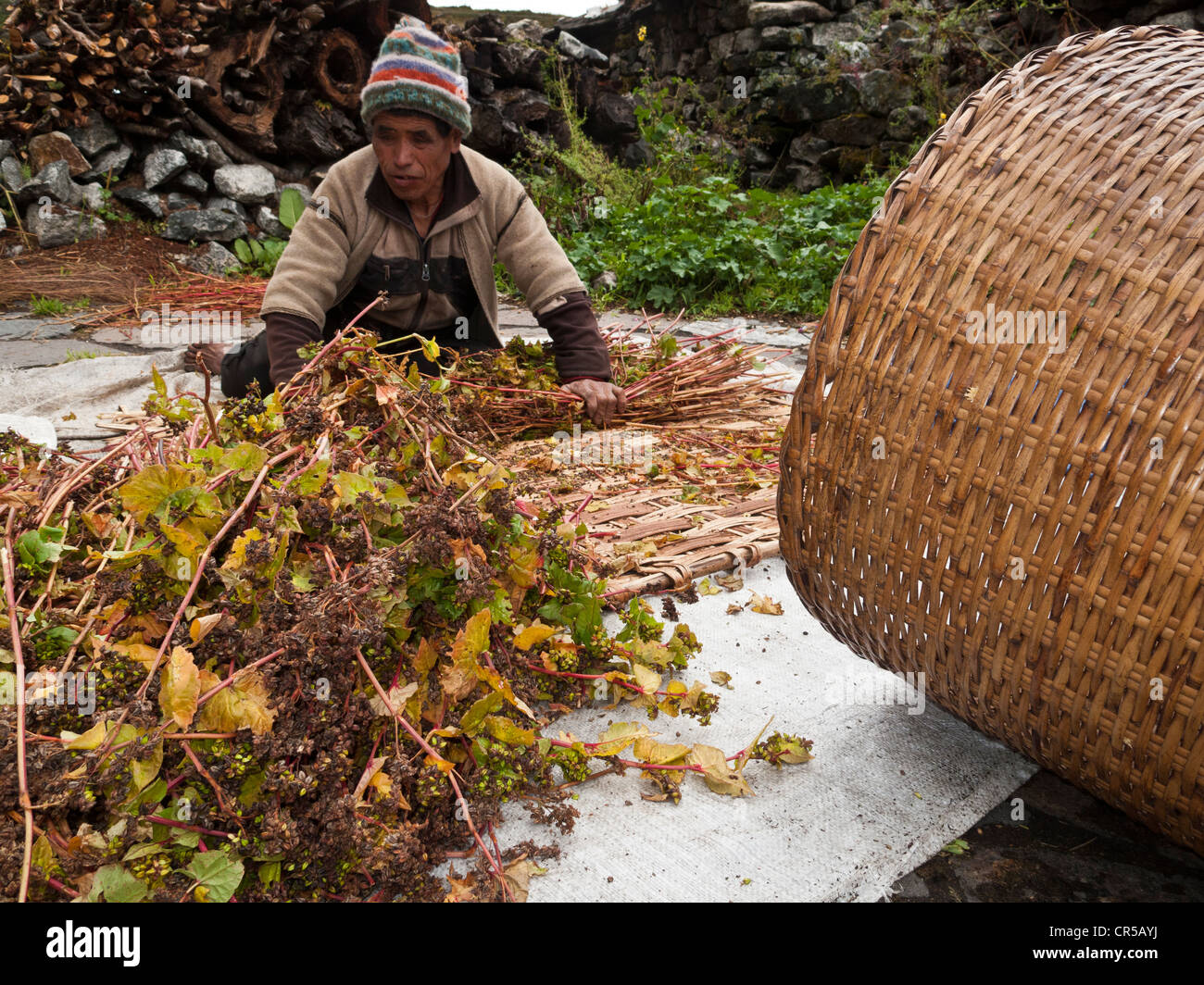 Uomo locale del villaggio di Langtang il taglio di erbe in Langtang Himal, Himalaya, Nepal, Asia Foto Stock