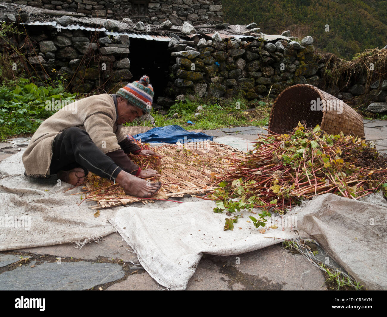 Uomo locale del villaggio di Langtang il taglio di erbe in Langtang Himal, Himalaya, Nepal, Asia Foto Stock