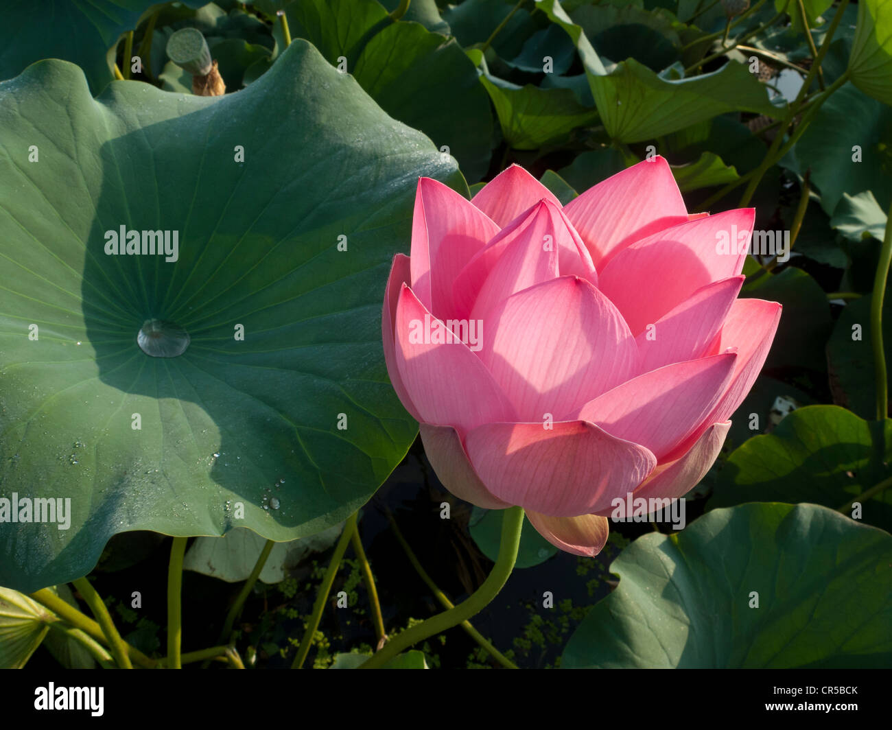 Fiore di loto (Nelumbo nucifera), Srinagar, Jammu e Kashmir, India, Asia Foto Stock