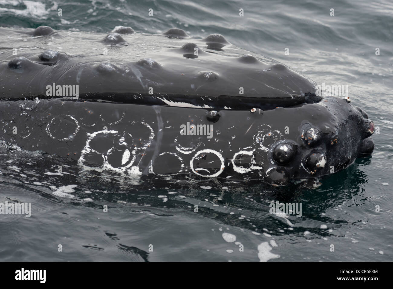 Humpback Whale (Megaptera novaeangliae) interagenti con Whalewatch barca. Monterey, California, Oceano Pacifico. Foto Stock