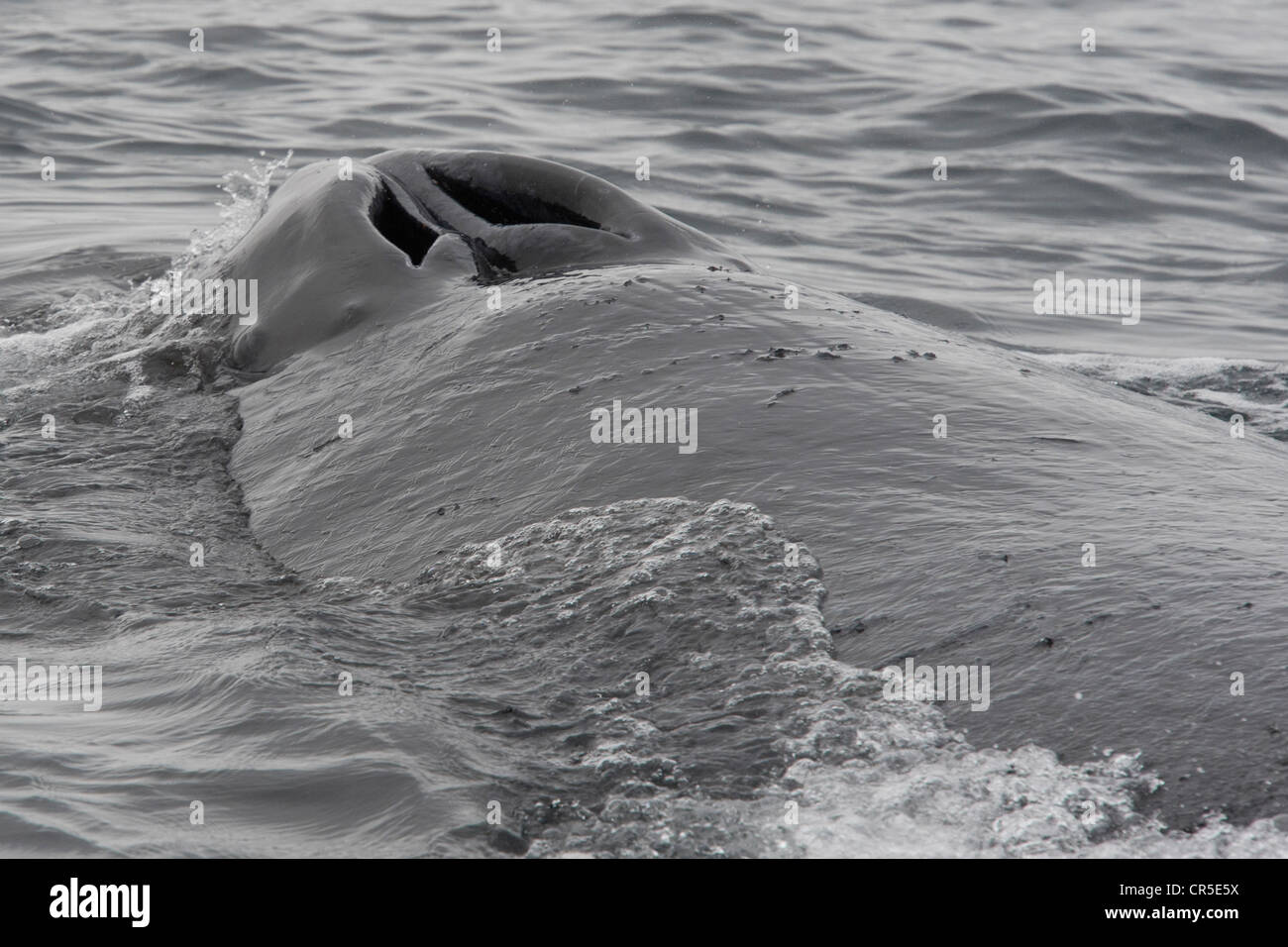 Humpback Whale (Megaptera novaeangliae) soffiature e rostro. Monterey, California, Oceano Pacifico. Foto Stock