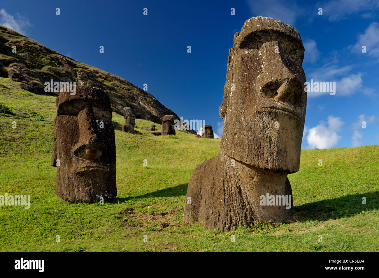 Pietra scolpita statue, incompiuto moai a Rano Raraku, il vulcano da dove i moai sono state scavate di roccia vulcanica. Isola di Pasqua. Sud Pacifico Foto Stock