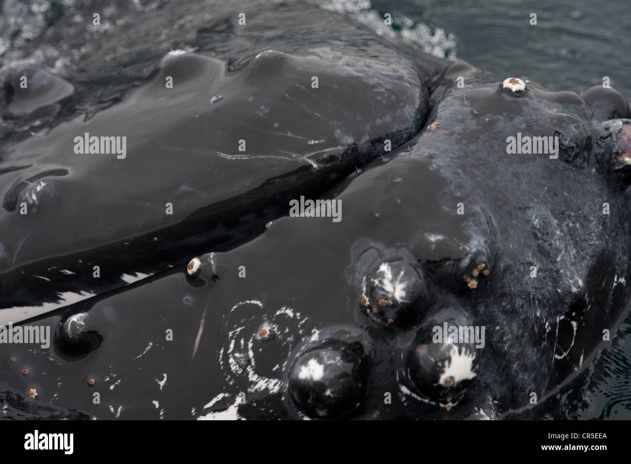 Humpback Whale (Megaptera novaeangliae) interagenti con Whalewatch barca. Monterey, California, Oceano Pacifico. Foto Stock