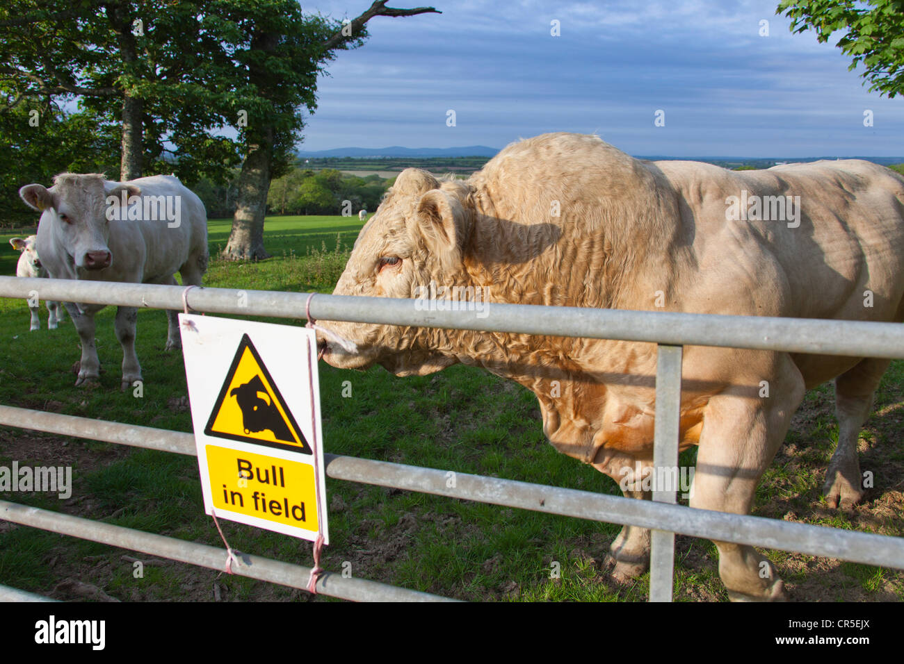 Bovini Charolais in un campo di Pembrokeshire Wales UK 128023 Bull Foto Stock