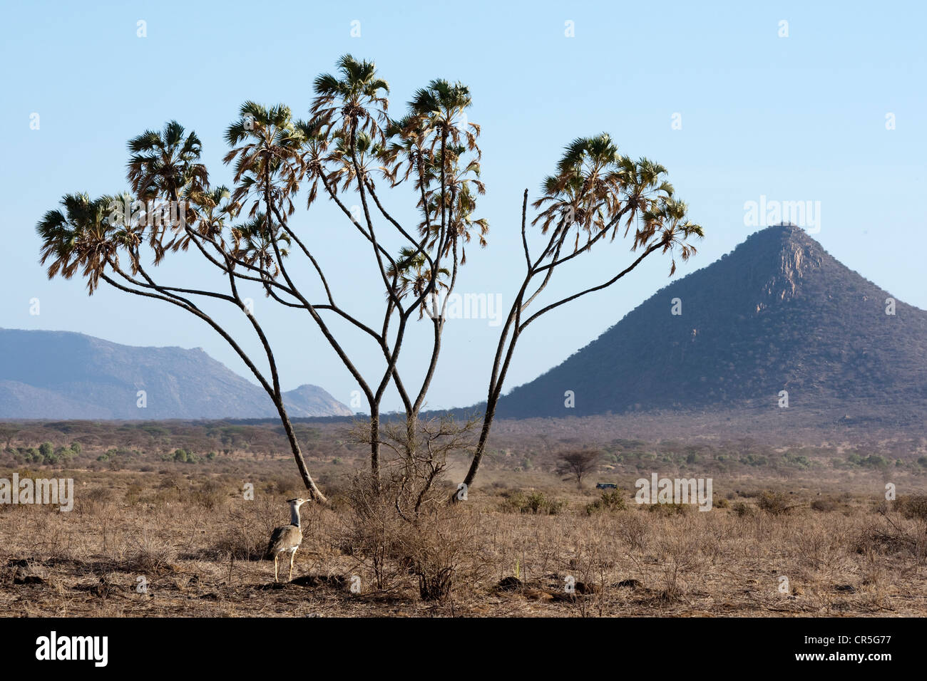 Kenya, Samburu Reserve, doum palm e Kori Bustard (Ardeotis kori) Foto Stock