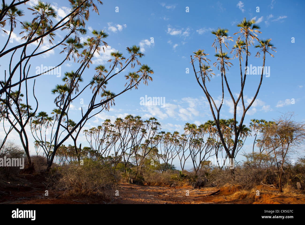 Kenya, Meru National Park, doum palm Foto Stock