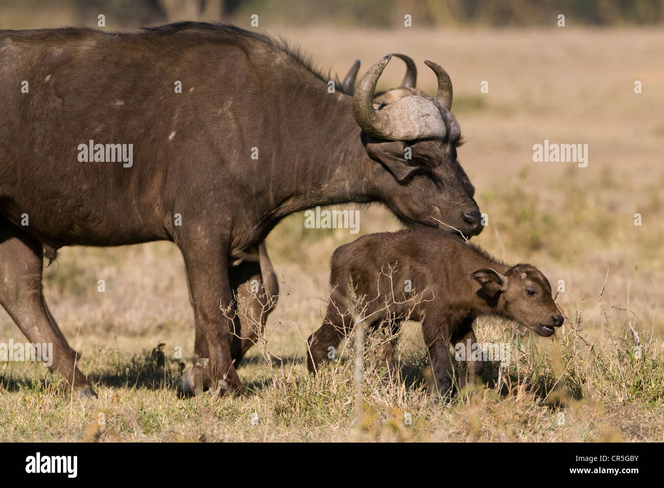 African buffalo baby immagini e fotografie stock ad alta risoluzione - Alamy