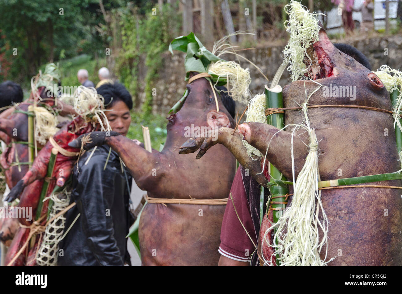Abitante della tribù Nishi offerta di suini affumicato in una cerimonia di nozze in PEN1 village, Arunachal Pradesh, India, Asia Foto Stock
