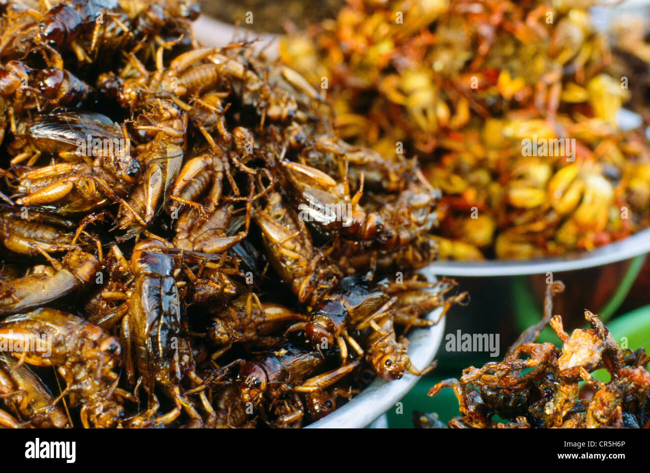 Insetti fritti, una prelibatezza locale, Pnom Penh, Cambogia, sud-est asiatico Foto Stock