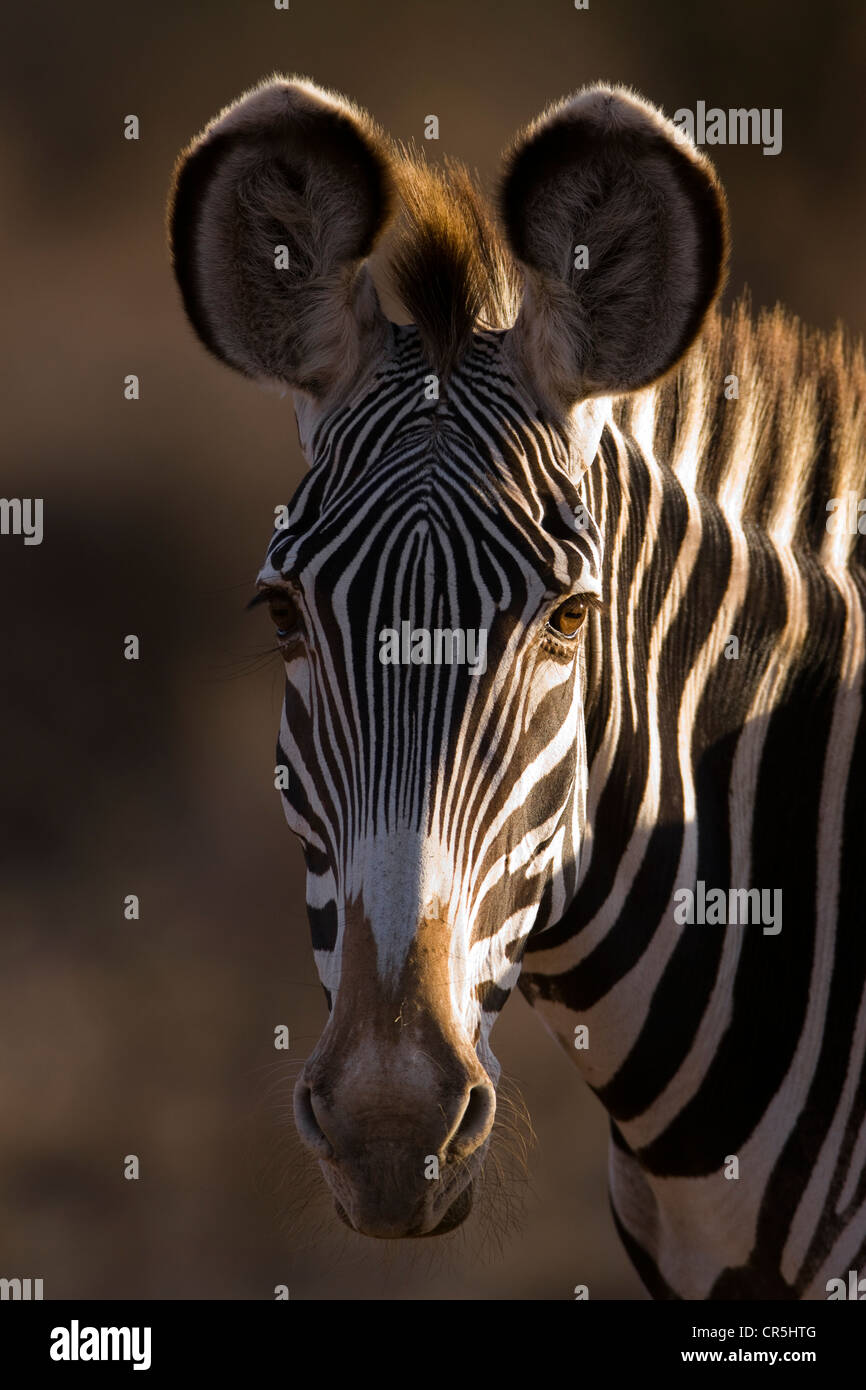 Kenya, Samburu Riserva Nazionale di Grevy zebra (Equus grevyi) Foto Stock