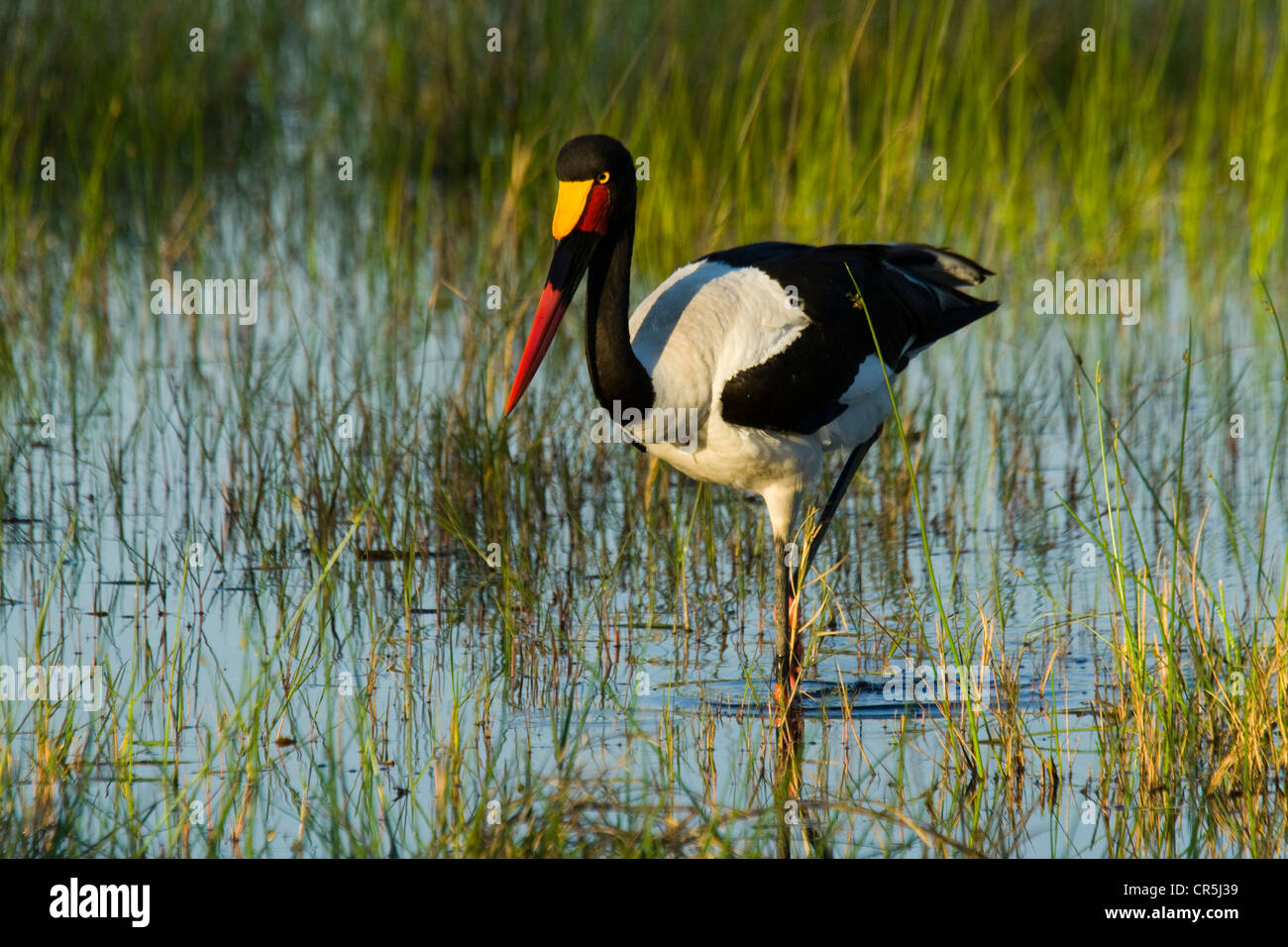 Bostwana, Moremi National Park, il Delta di Okavango, femmina sella-fatturati Stork (Ephippiorhynchus senegalensis) Foto Stock