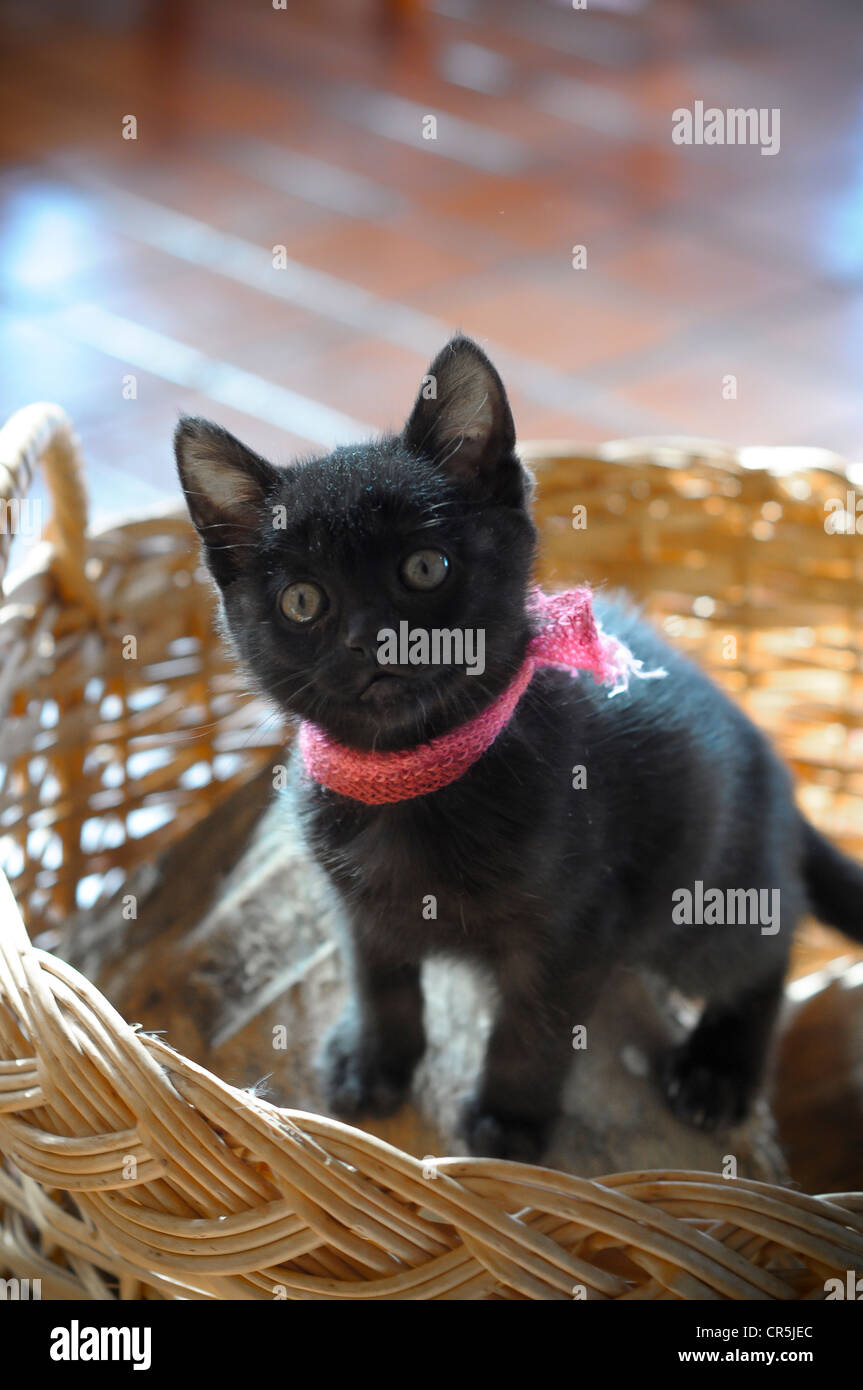 Funny little kitten guardando avviso della fotocamera Foto Stock
