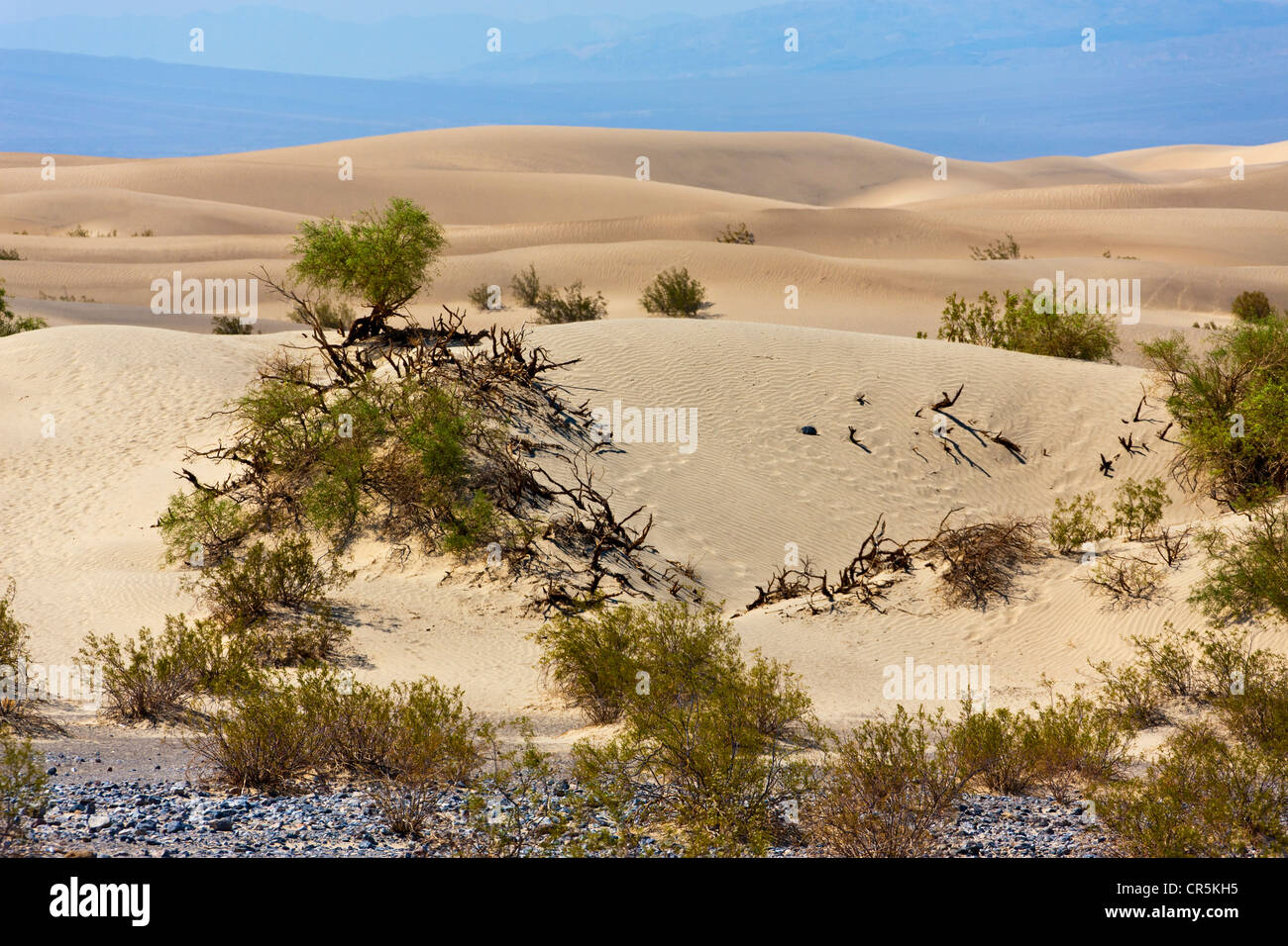 Le dune di sabbia, Death Valley, California, Stati Uniti d'America. JMH5356 Foto Stock