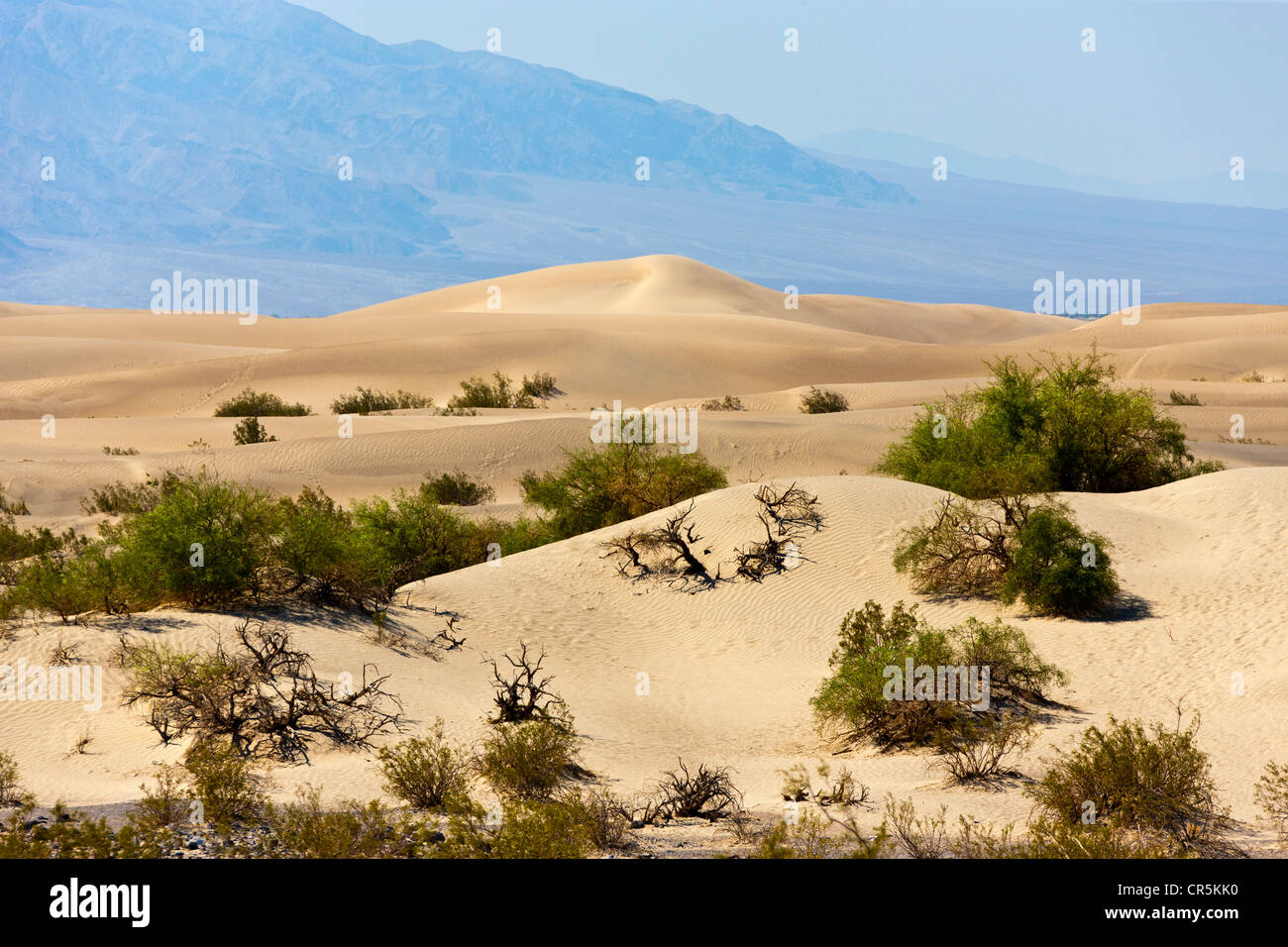 Le dune di sabbia, Death Valley, California, Stati Uniti d'America. JMH5357 Foto Stock