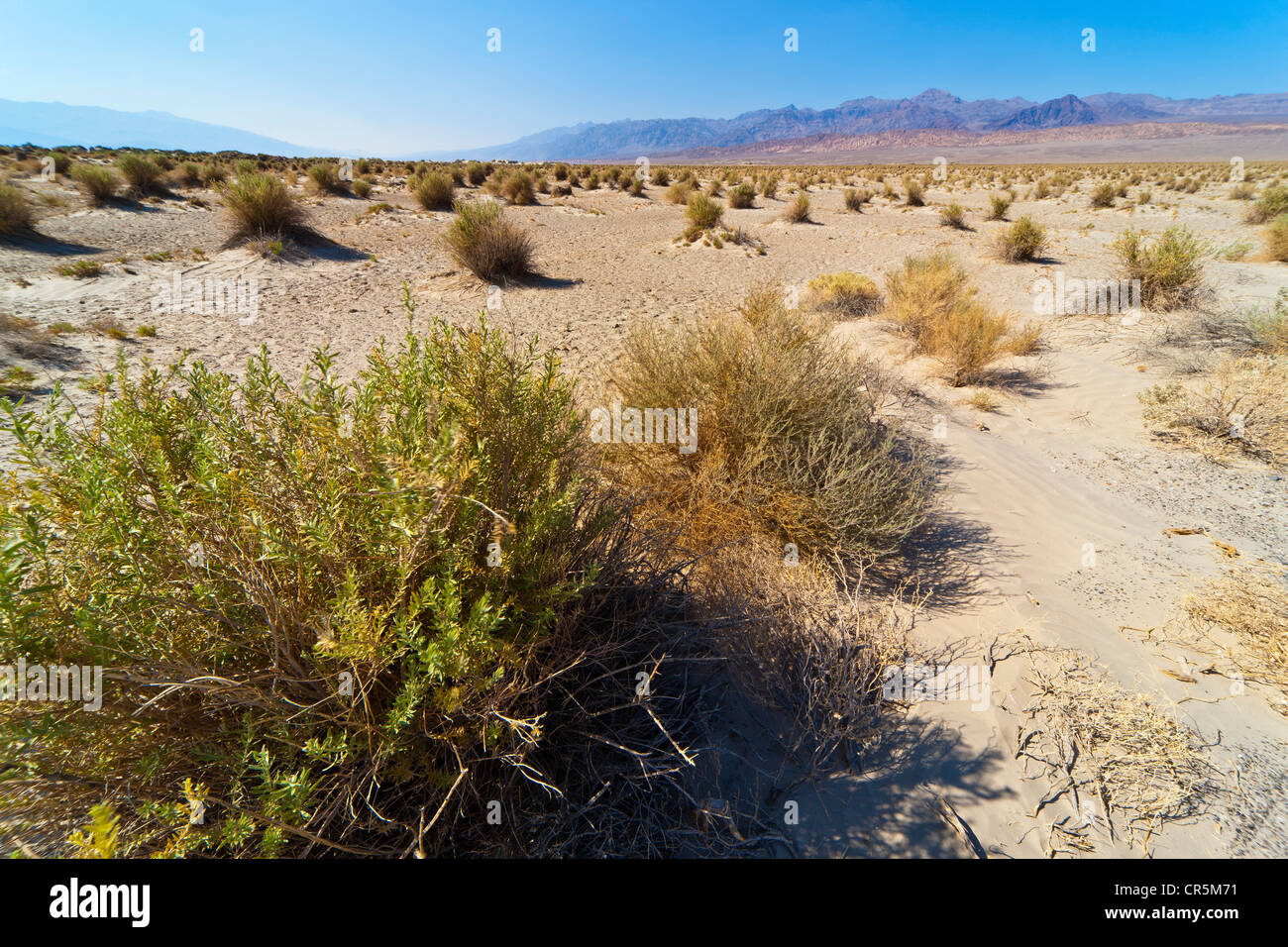 Le dune di sabbia, Death Valley, California, Stati Uniti d'America. JMH5364 Foto Stock