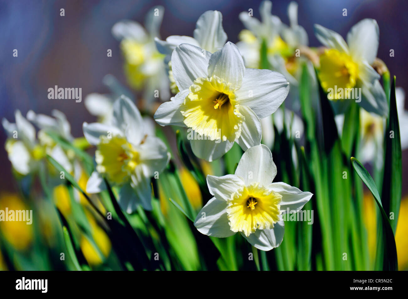 Giunchiglie (Narcissus pseudonarcissus) Foto Stock