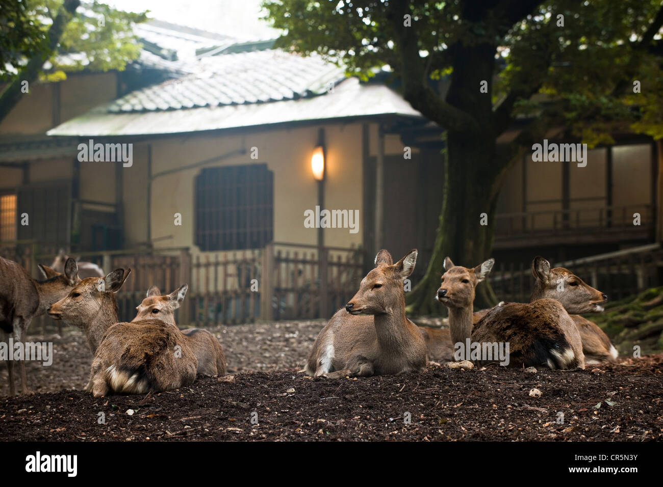 Giappone, isola di Honshu, Kinki regione, città di Nara, Parco di Nara, Edosan Ryokan Hotel, cervi designato come tesoro nazionale Foto Stock