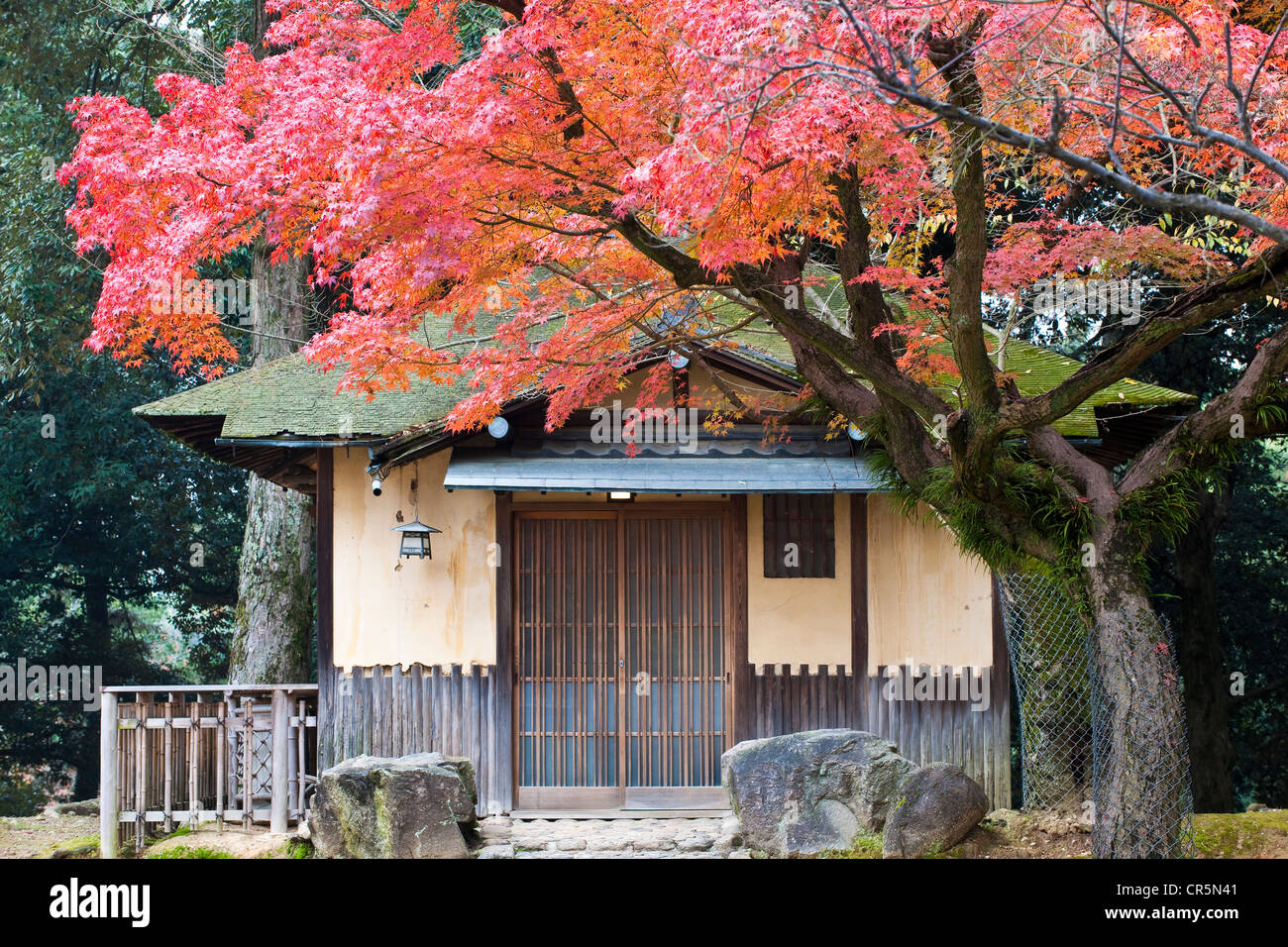 Giappone, isola di Honshu, Kinki regione, città di Nara, Parco di Nara, Edosan Ryokan Hotel e acero in automn Foto Stock