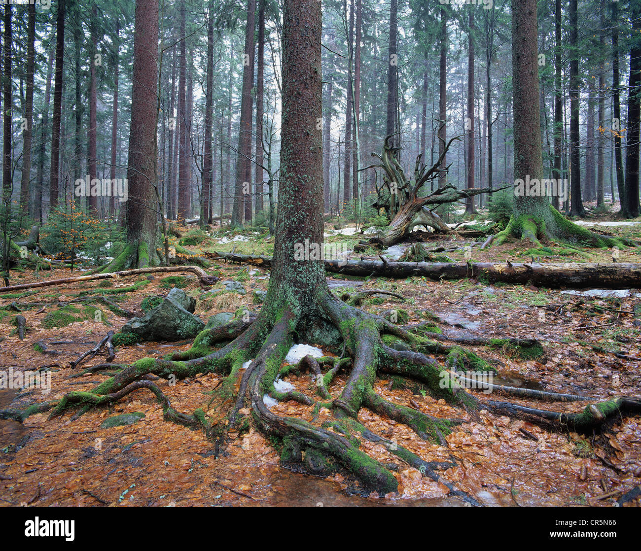 Foresta con la Norvegia abete rosso (Picea abies) e legno morto, resti di neve, il Parco Nazionale della Foresta Bavarese, Bavaria Foto Stock
