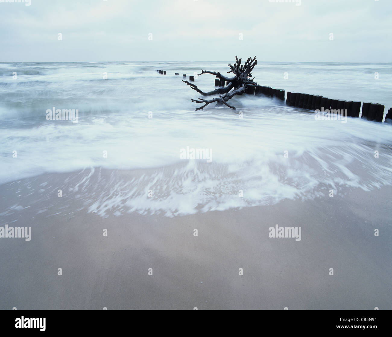 Un groyne e legno morto sulla spiaggia occidentale della penisola Darss, Western Pomerania Area Laguna Parco Nazionale Foto Stock