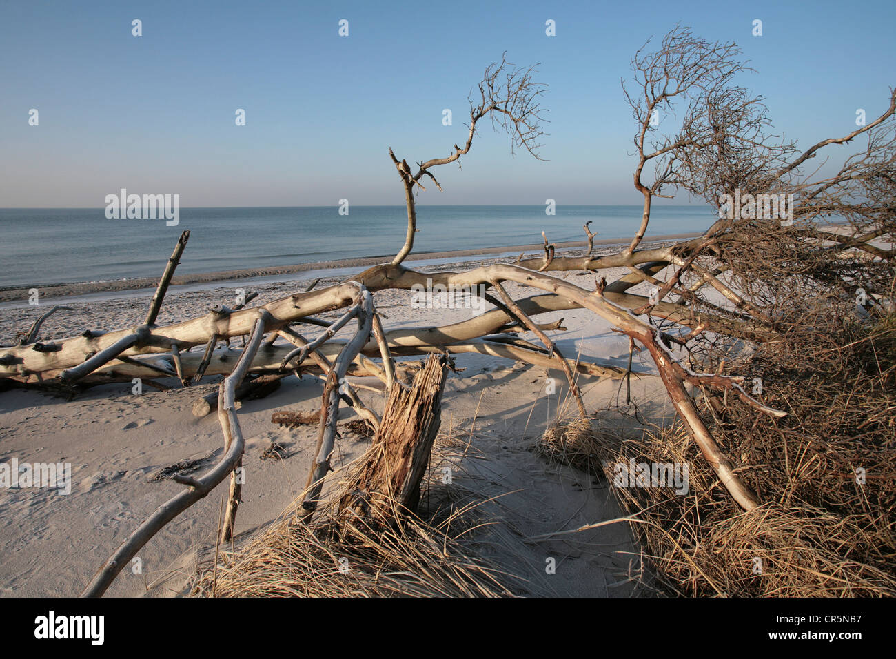 Legno morto sul West Beach, Darss, Bodden paesaggio di Vorpommern National Park, Meclemburgo-Pomerania, Mar Baltico Foto Stock