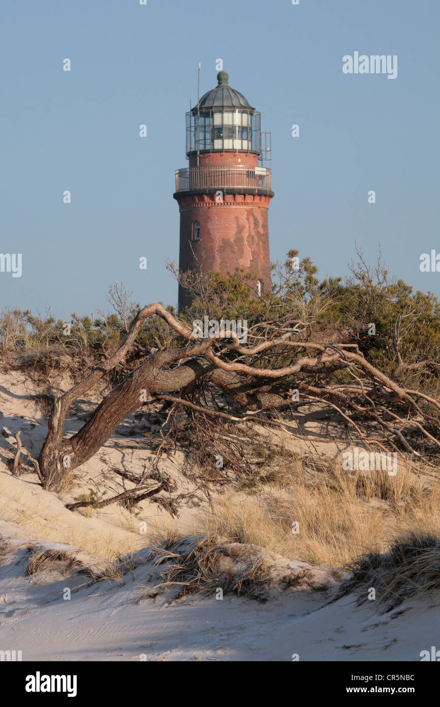 Dune con un vento soffiato di pino silvestre (Pinus sylvestris) ad ovest sulla spiaggia di fronte al faro di Darsser Ort vicino Prerow, Darss, Foto Stock