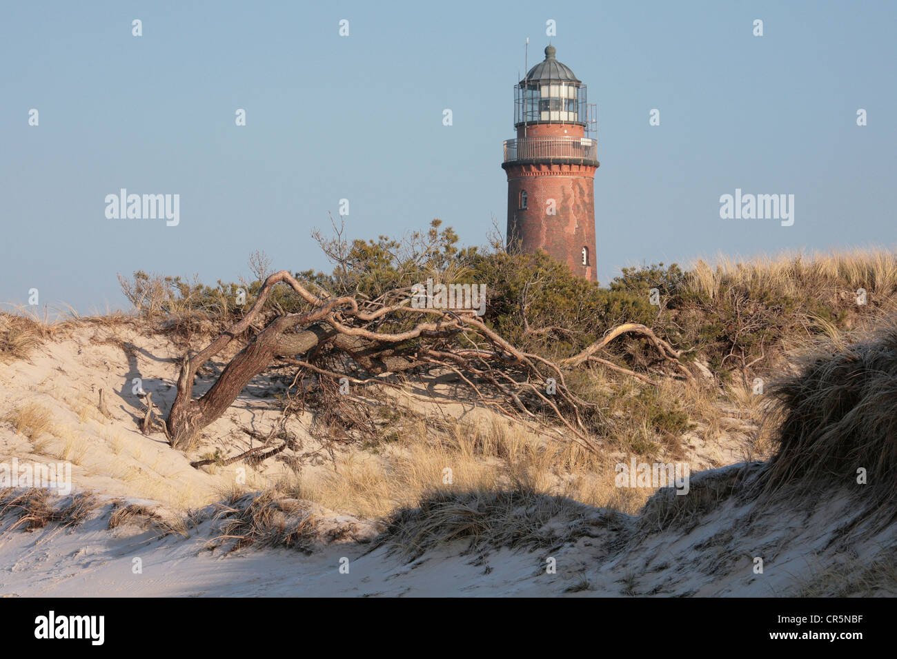 Dune con un vento soffiato di pino silvestre (Pinus sylvestris) ad ovest sulla spiaggia di fronte al faro di Darsser Ort vicino Prerow, Darss, Foto Stock