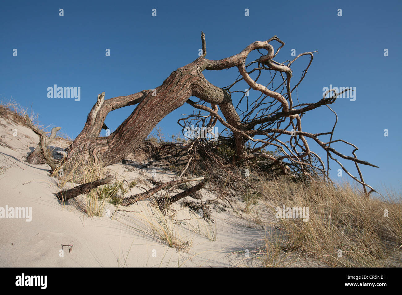 Dune di sabbia sulla spiaggia occidentale con un vento soffiato di pino silvestre (Pinus sylvestris), Darss, Bodden paesaggio di Vorpommern Parco Nazionale Foto Stock