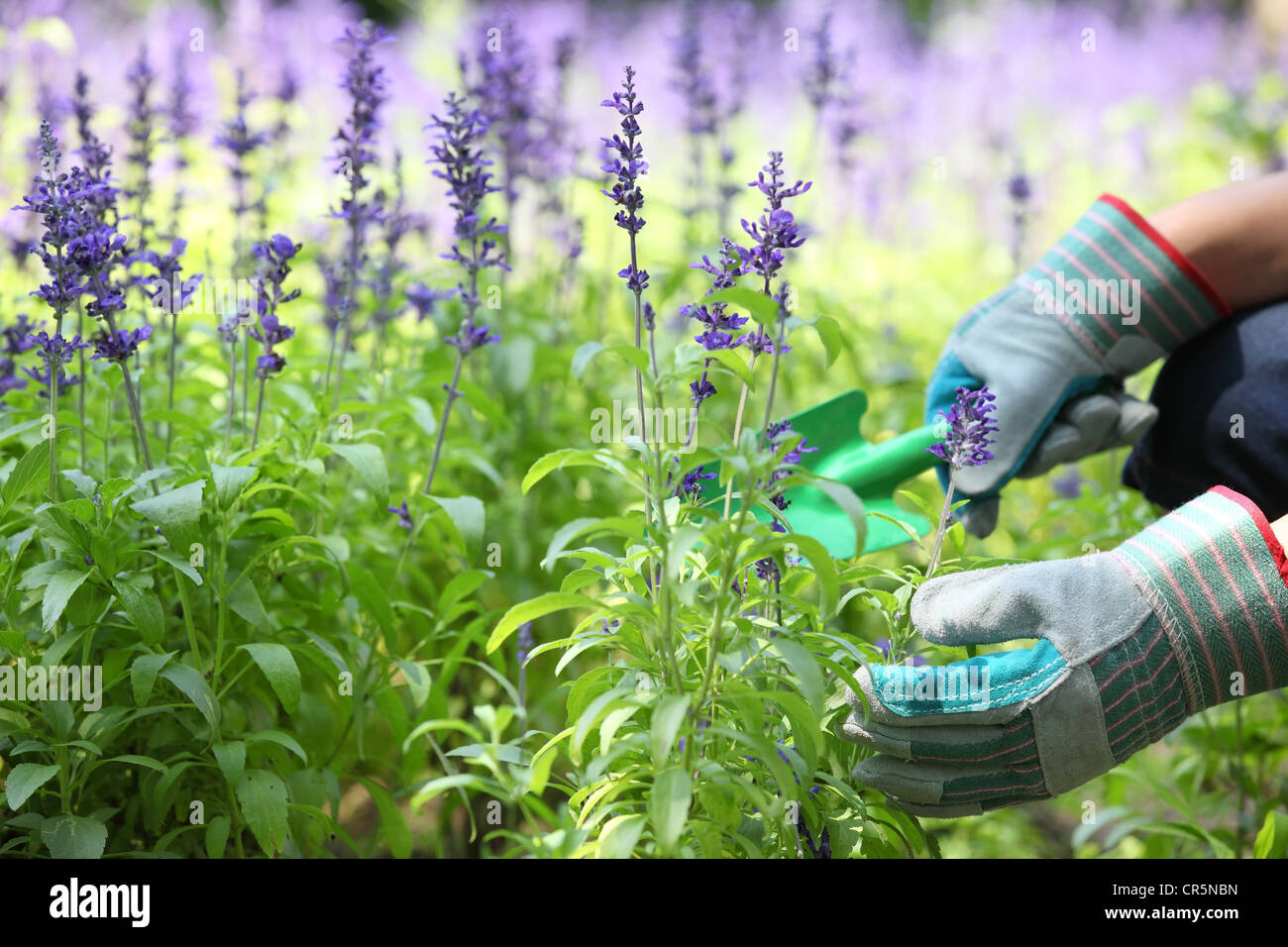 Giardino lavoratore scavare dei fiori di lavanda letto. Foto Stock