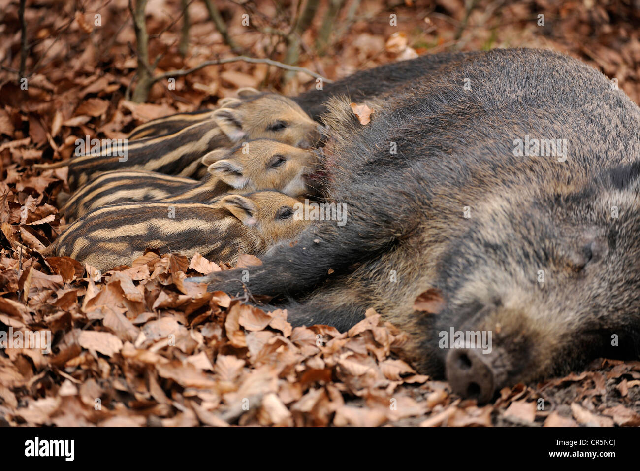 Il cinghiale (Sus scrofa), seminano il lattante suinetti, in un involucro, Renania settentrionale-Vestfalia, Germania, Europa Foto Stock