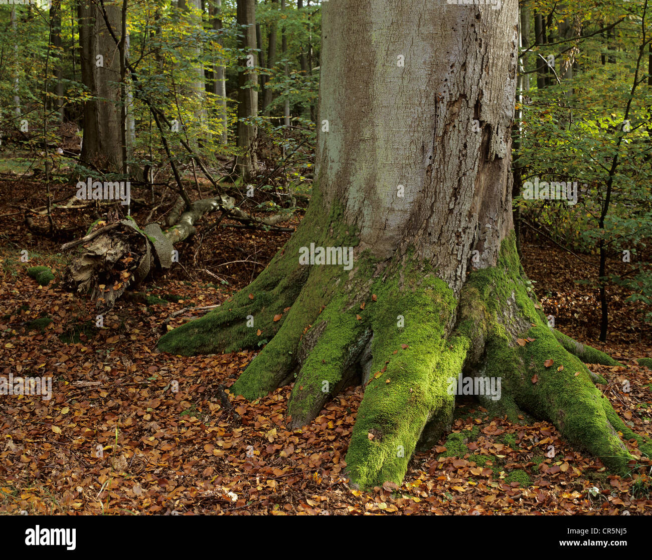 La base del tronco di un vecchio Europeo di faggio (Fagus sylvatica), coperte di muschio, jungle-come la foresta di faggio, foresta di Steigerwald, Bavaria Foto Stock