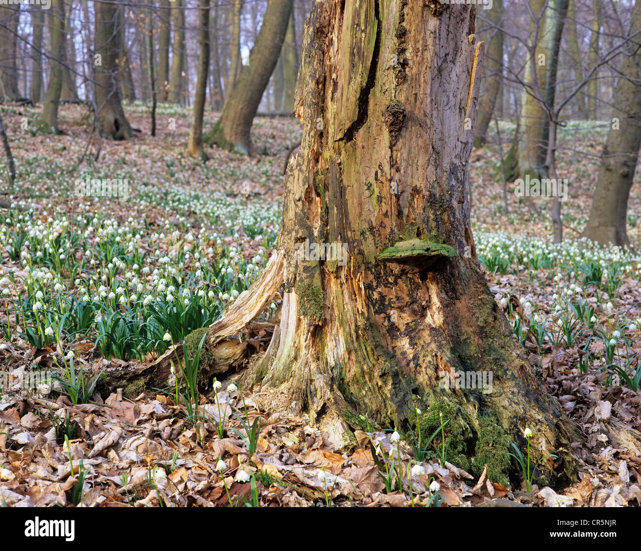 Foresta nel Parco Nazionale Hainich, patrimonio Unesco, deadwood, narcisi e fiocchi di neve di primavera (Leucojum vernum) Foto Stock